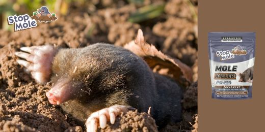 ¿Es fácil de aplicar el tratamiento Stop Mole para principiantes en jardinería?